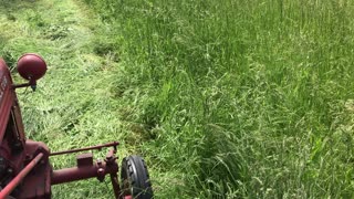 1949 Farmall cub cutting hay