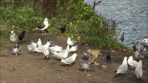 How beautiful seagulls are playing in front of the lake