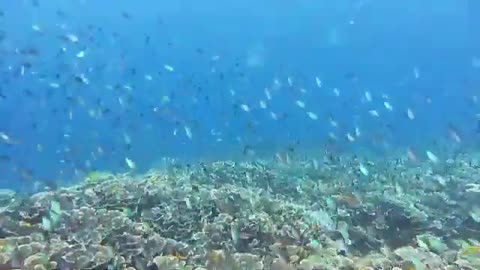 Most beautiful scenary of underwater....