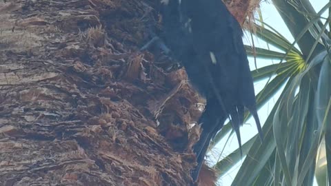 Florida Pileated Woodpecker