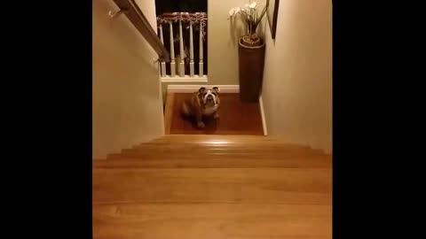 Bulldog adorably runs up and down stairs