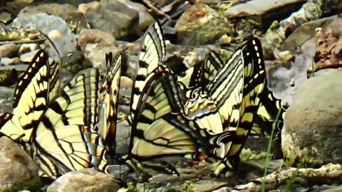 Butterflies Puddling