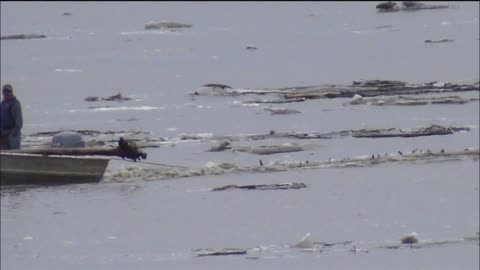 Logging On The Yukon River