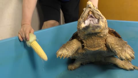 Alligator snapping turtle smashes sweet corn!