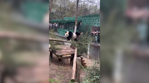 ASS A RELIEF: Panda Twerks Off Itchy Backside