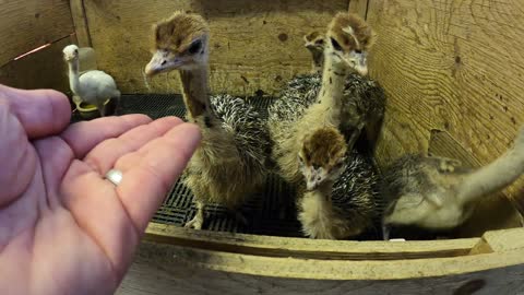 Baby ostriches hatching at ostrich farm