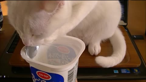 Cat uses spoon to eat yogurt