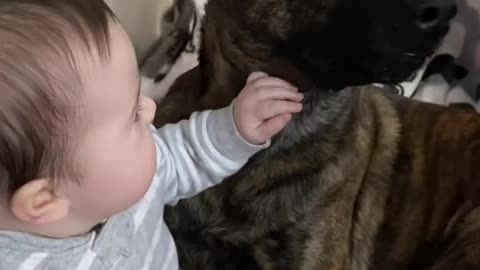 cute baby and cute dog, cute couple.Dog has precious reaction when owner places hand in front of his face