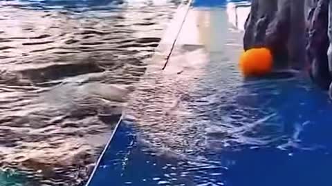 beluga whale