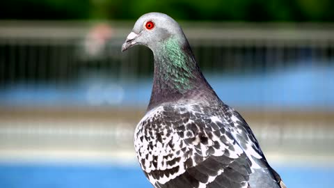 Beautiful bird pigeons