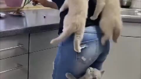Cute cat climb there mum because they don't wait for food