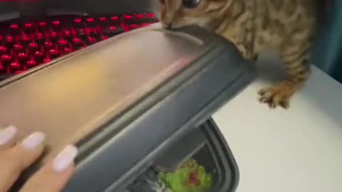 Bengal Kitten Wants a Taste of Sushi