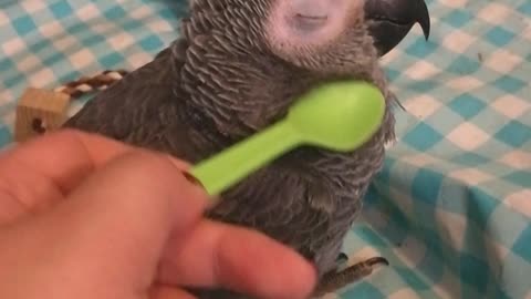 Spoiled baby parrot!