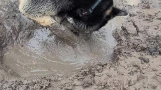 Doggy Dives Face First into Mud Puddle