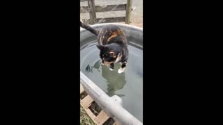 Miraculous footage shows 'Jesus cat' walking on water