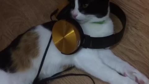 music with cat