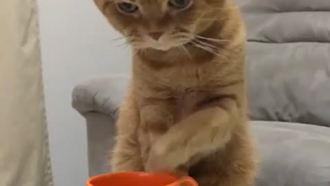 Cat drinking water on hand