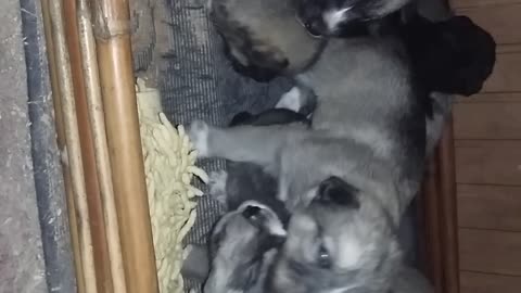 Husky Puppies begging to grown and fill your heart love!