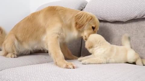 Golden Retriever puppy takes random things with him on walks