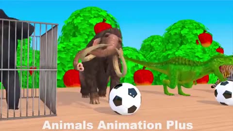 Animal videos birds, dogs,elephant, duks other