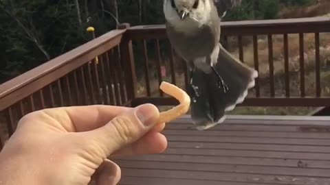 Grey Jay eating from hand