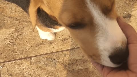 Cute beagle At Terrace Part 1