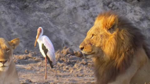 Lion shooting wildlife shoot traveling jungle