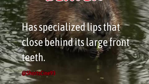 Beavers Facts