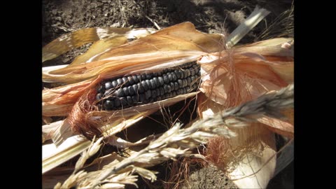 Rich Black Kernels Black Corn Emily Garden Sept 2022