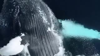 Great blue whale