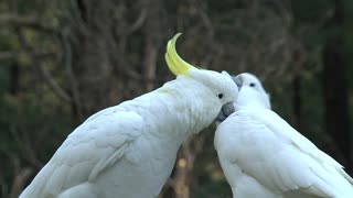 Beautiful white birds playing each other