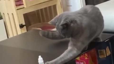 Funny cat steals food dough video 😸😻😄😍