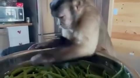 This monkey is not like any other monkey whose specialty is chopping beans and helping housewives 😅