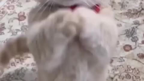 Cute cat in a dancing mode!