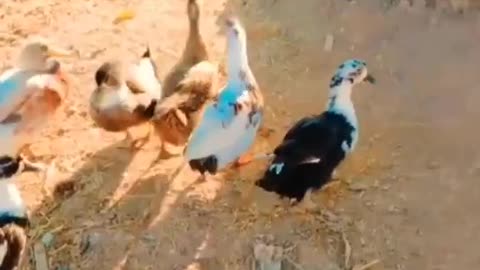 Duck walking with his family..