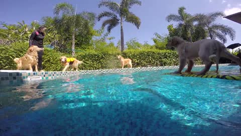 Golden Retrievers rescatan a un cachorro varado en una piscina