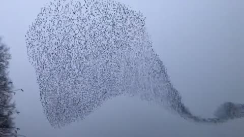 #Kettering starling murmuration. 3rd March