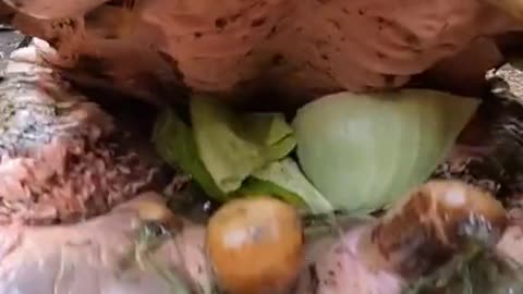 Inside Hippo mouth - Hippos love vegetables