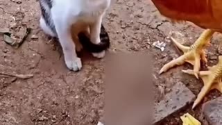 Funny animal video