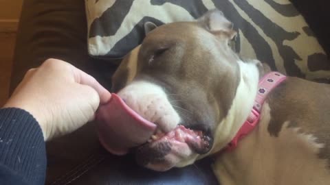 How long is a Pit Bull's tongue?
