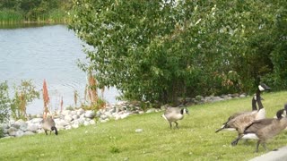 Ducks went off from swimming in lake