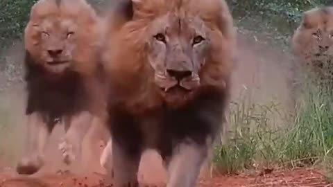 Lion The jungle king Amazingly close view of majestic lion drinking water in Africa