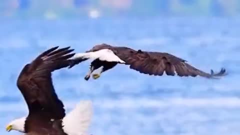 Eagle dance