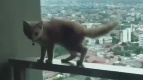 Cat playing with its 7 lives