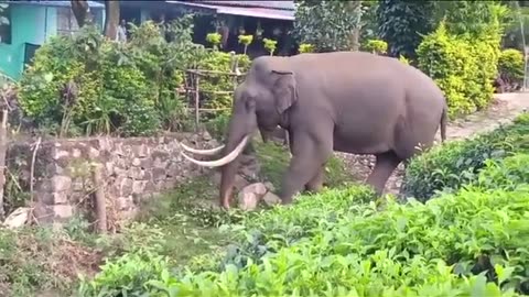 Wild Elephant Padayappa at Munnar - Episode 10 🐘 pls subscribe