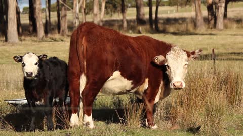 Fleckvieh Calf with Mother Cow