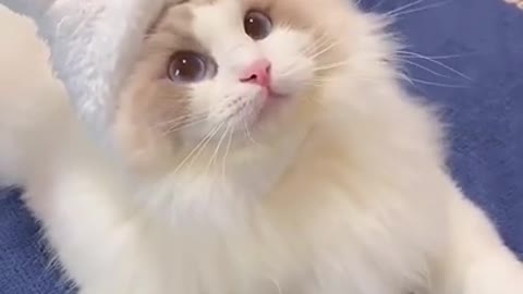 How Cute This Beautifull Kitten Cat | Funny Cute Cats Videos