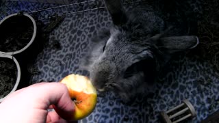 Watching how the rabbit eats apples is really fun