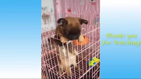 Funny Puppies ~ Let me help you