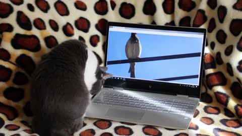 Wow, the funny cat wants to play with the bird